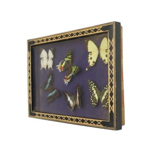 Kleurrijke Ingelijste Tropische Vlinders Taxidermie Opgezet Insect Display 6 Stuks 34x24cm