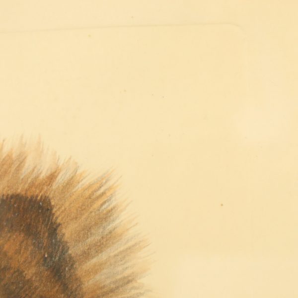 Vintage Ingelijste Kleuren Ets Hond Chow Chow Gesigneerd