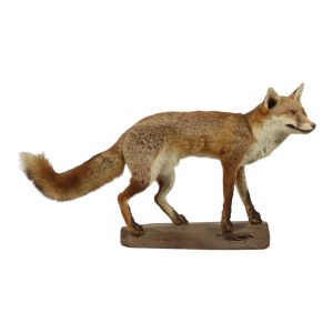 Opgezette Vos op Eiken Stronk Vulpes Vulpes Vintage Taxidermie